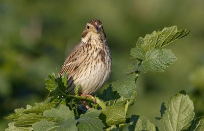 Corn Bunting