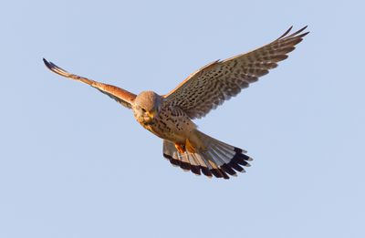 Common Kestrel