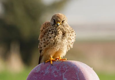 Common Kestrel