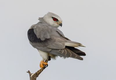 Black-winged kite