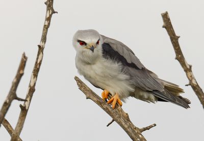 Black-winged kite