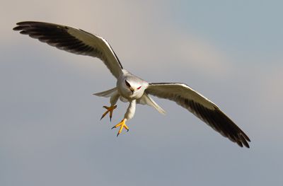 Black-winged kite