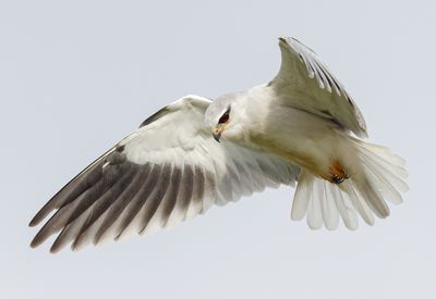 Black-winged kite