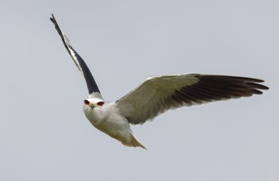 Black-winged kite