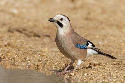 Eurasian Jay