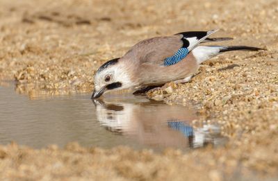 Eurasian Jay