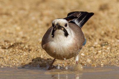 Eurasian Jay