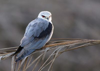 Black-winged kite