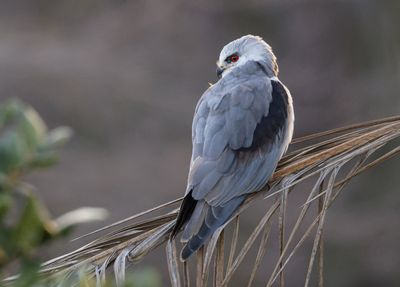 Black-winged kite