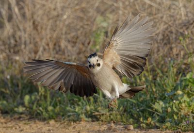 Eurasian Jay