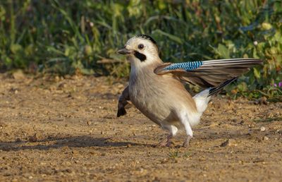 Eurasian Jay