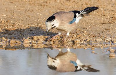 Eurasian Jay