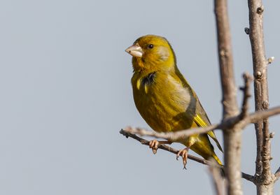 Greenfinch