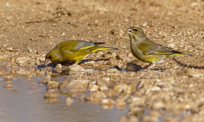 Greenfinch