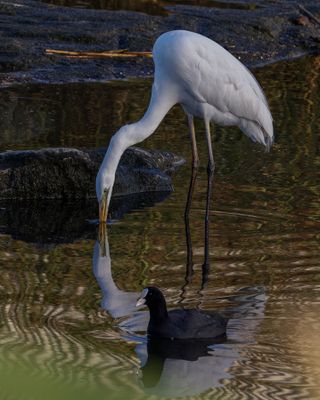 Great Egret