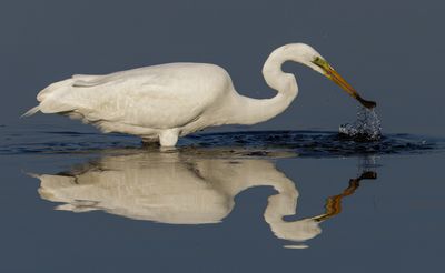 Great Egret