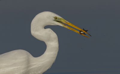 Great Egret לבנית גדולה