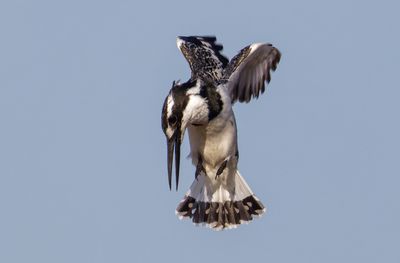 Pied Kingfisher