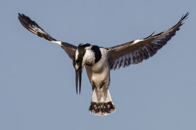 Pied Kingfisher פרפור עקוד