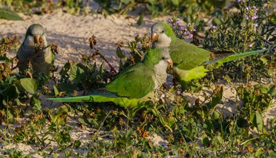 Monk Parakeet