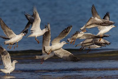 Black Headed Gull 