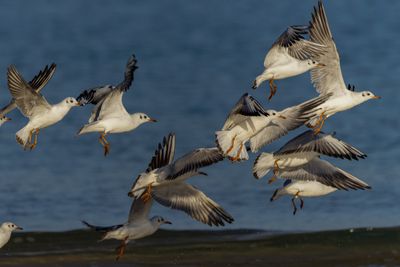 Black Headed Gull 