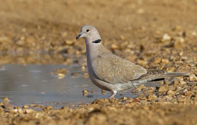 Collard Dove