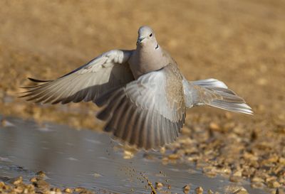 Collard Dove תור הצווארון