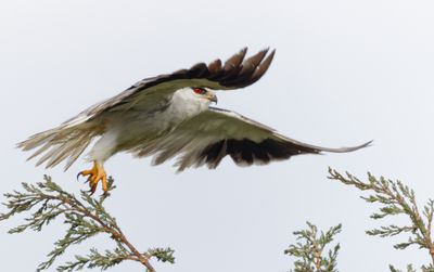 Black-winged kite