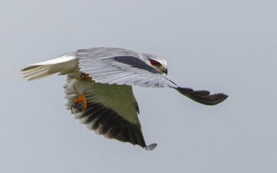 Black-winged kite