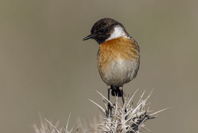 Stonechat דוחל שחור גרון