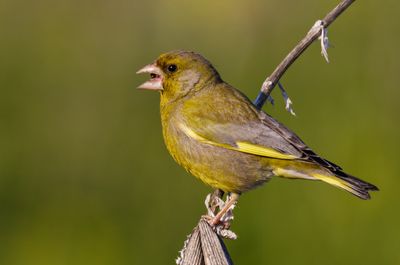 Greenfinch