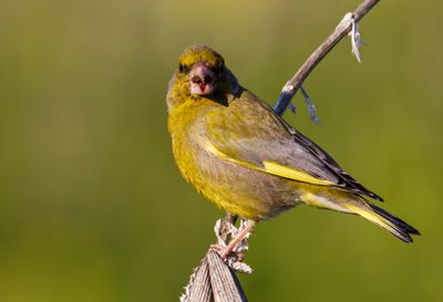 Greenfinch