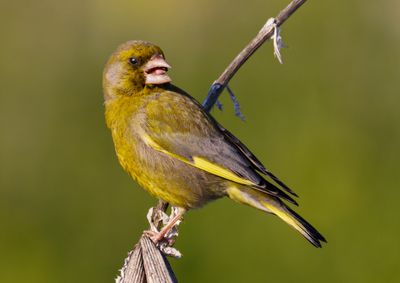 Greenfinch (European)   ירקון