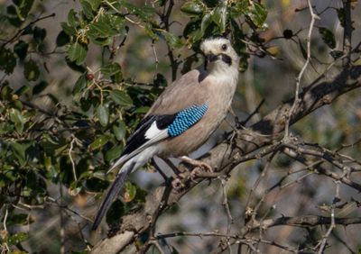 Eurasian Jay