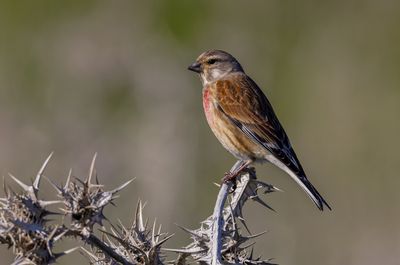 Common Linet תפוחית מצויה