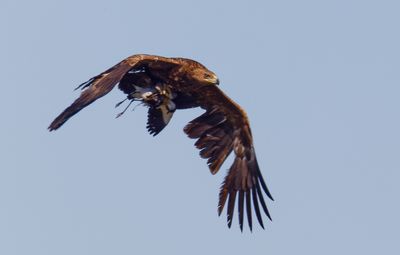 Greater Spotted Eagle עיט צפרדעים.