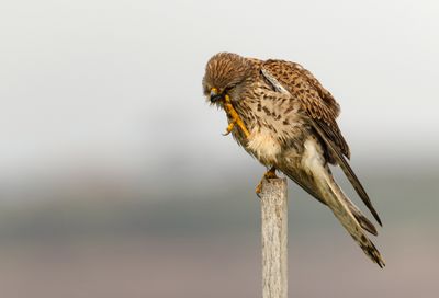 Common Kestrel