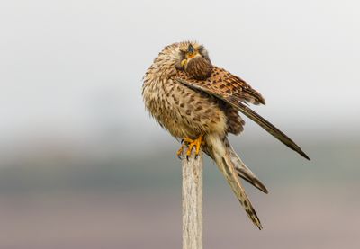 Common Kestrel