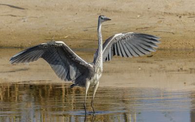 Grey Heron