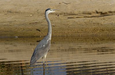 Grey Heron
