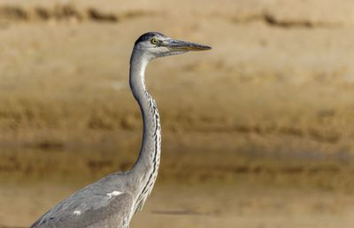 Grey Heron