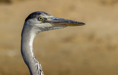Grey Heron     אנפה אפורה
