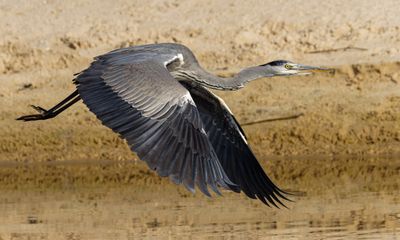 Grey Heron אנפה אפורה