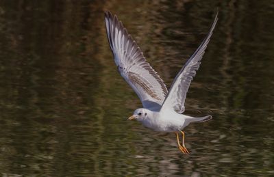 Black Headed Gull 
