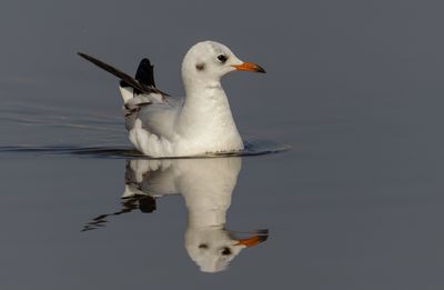 Black Headed Gull 