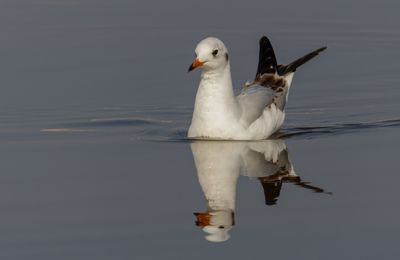 Black Headed Gull שחף אגמים.
