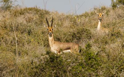 Gazella