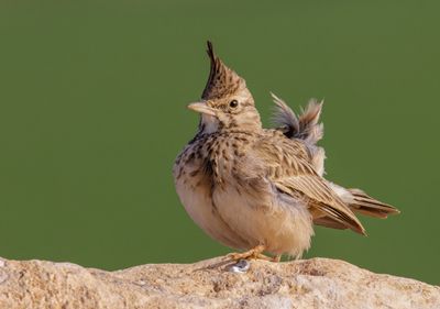 Crested Lark