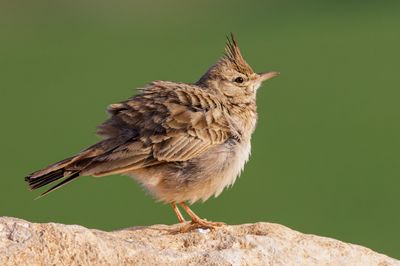 Crested Lark עפרוני מצוייץ